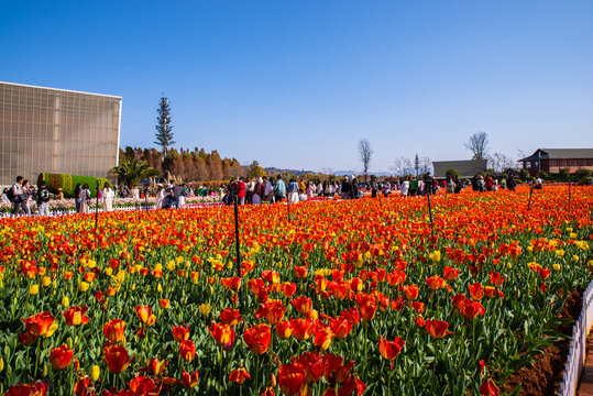 郁金香花园