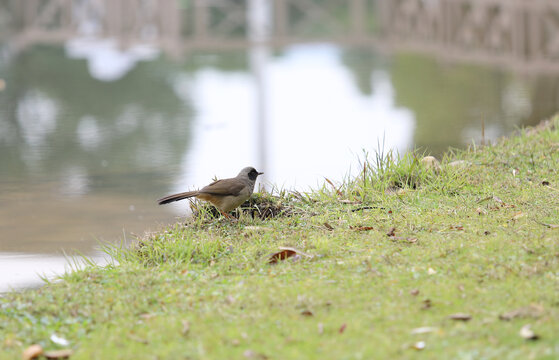 河边觅食的小鸟