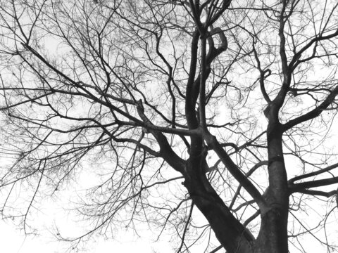 枝桠黑白照片
