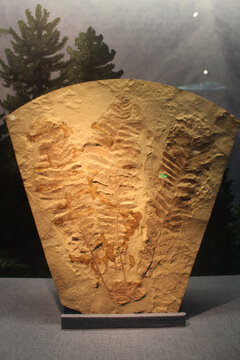 树化石