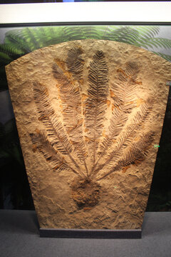 树化石