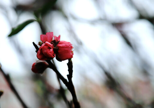 碧桃花苞