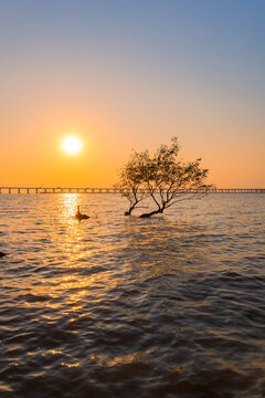 深圳西湾红树林日落美景