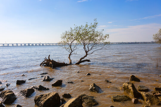 深圳西湾红树林湿地公园