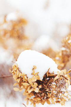 冬天的野草堆满积雪