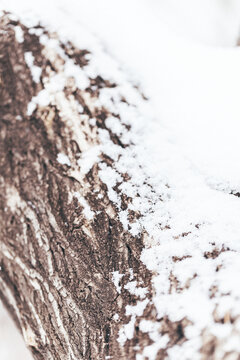 冬季白雪掉满老树皮
