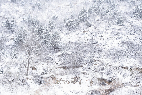 冬天大雪覆盖的山林