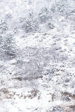 冬天被白雪覆盖的山林