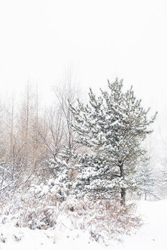 冬天大雪积满的松树