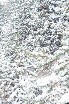 冬天大雪里的松树林