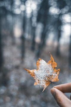 冬季手持枫叶白雪覆盖