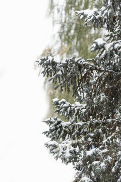 冬天大雪中的松树枝