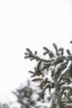 冬天风雪中的松树枝