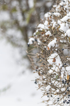冬天大雪中的野果树枝