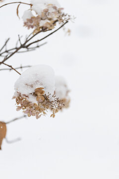 冬天白雪覆盖的野草