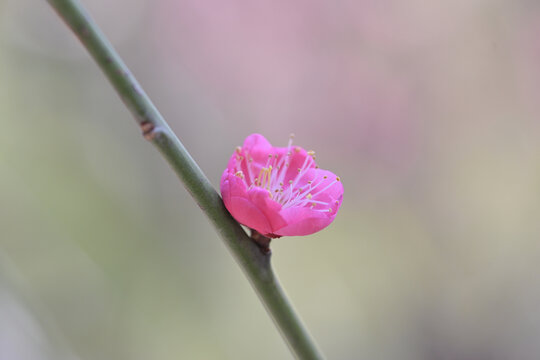 粉红色梅花