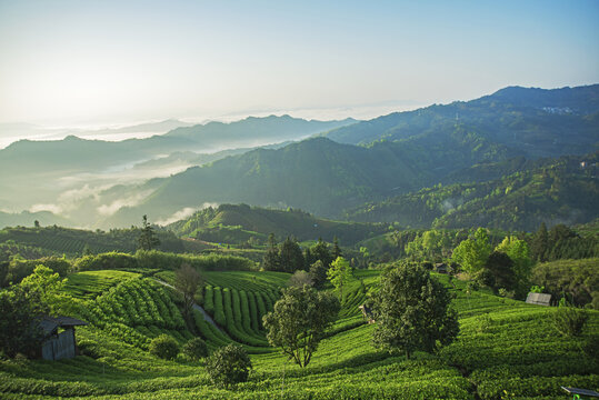 高山茶场