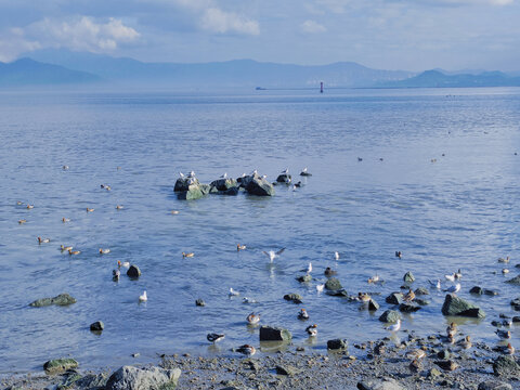 海鸥