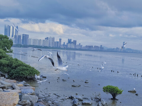 海鸥