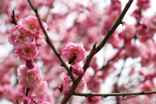 梅花和蜜蜂