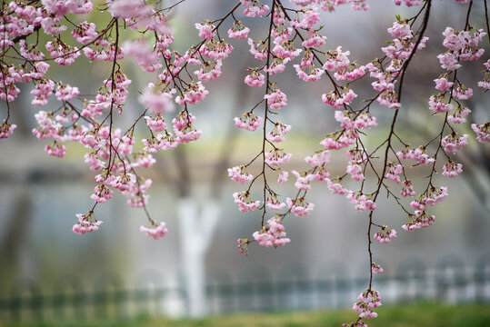 雨后樱花