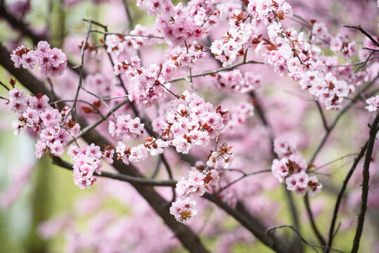 盛开的花朵