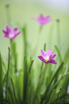 风雨兰韭兰花