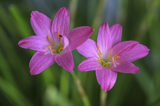 粉色小花韭兰