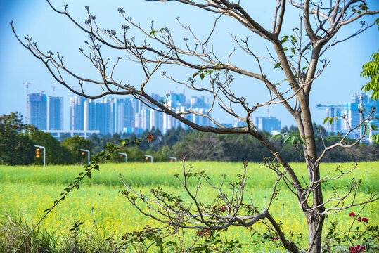 花田的风景