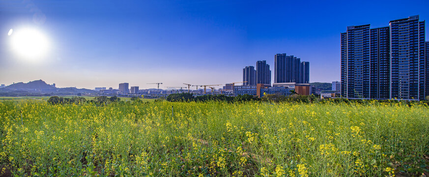 油菜花田全景