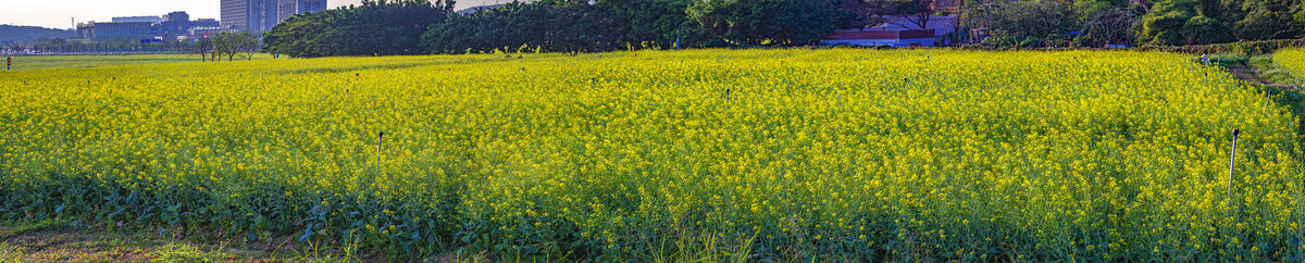 光明花田全景