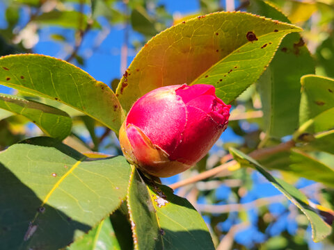 山茶花