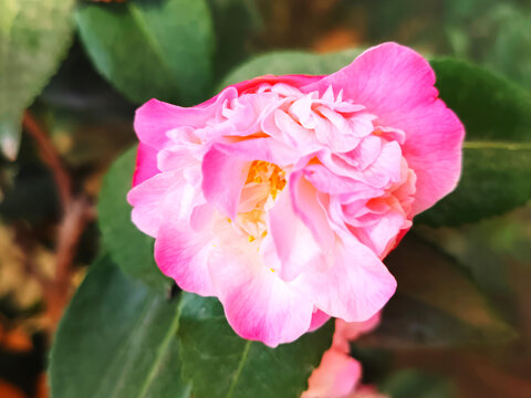 山茶花