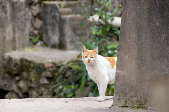 中华田园猫