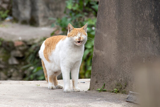 眯眼的中华田园猫