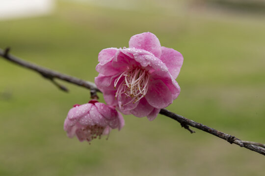 梅花