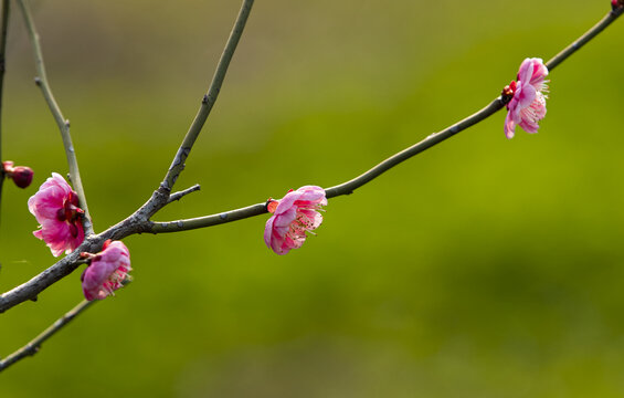 梅花