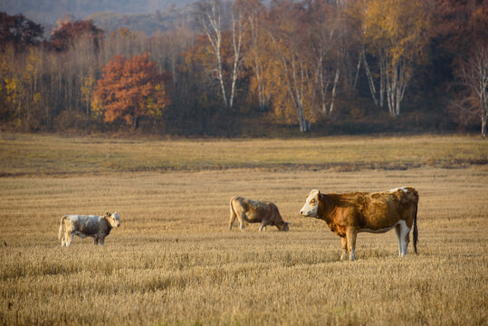 山下庄稼地的几头牛