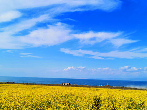 青海湖油菜花