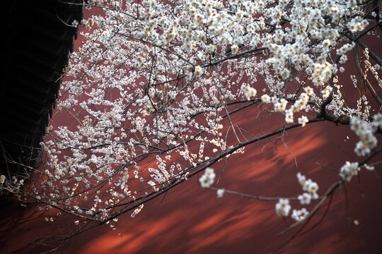 杭州钱王祠梅花