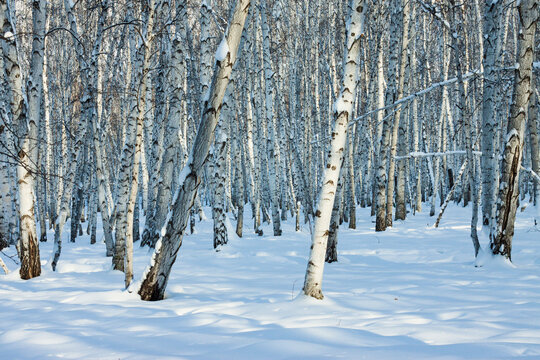 冬季大雪白桦林