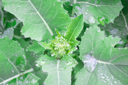 油菜花蕊