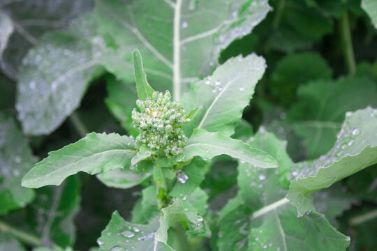 油菜花蕊