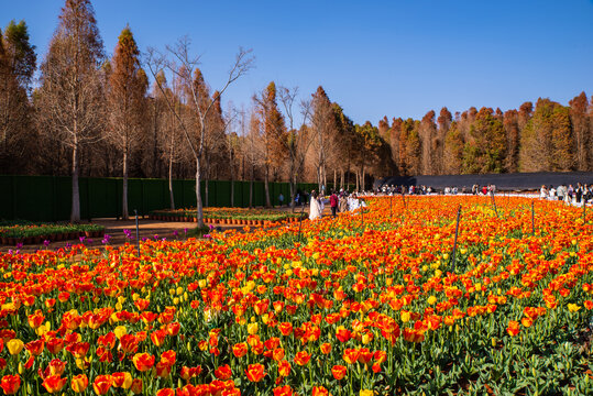 郁金香花海