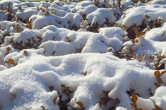 雪覆大地