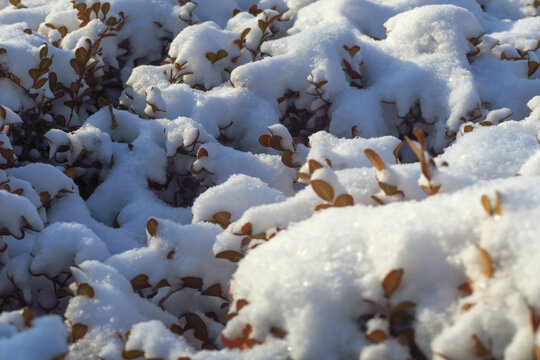 雪覆大地