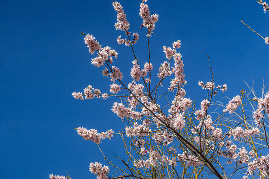 春暖花开的枝头