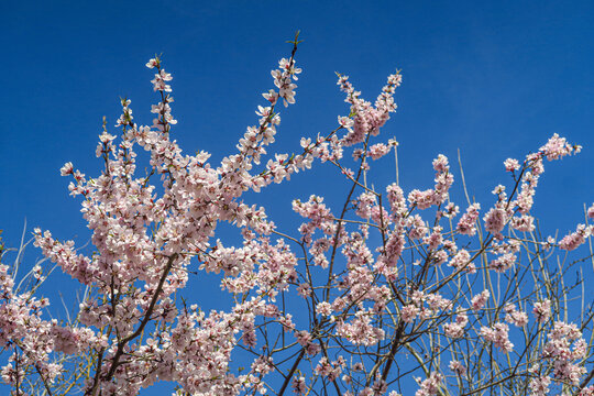 春暖花开的枝头