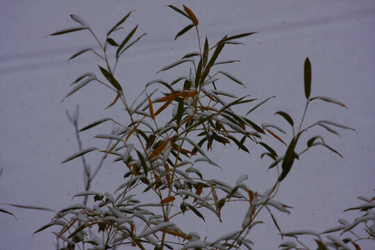 雪中竹叶