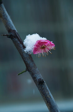 雪梅